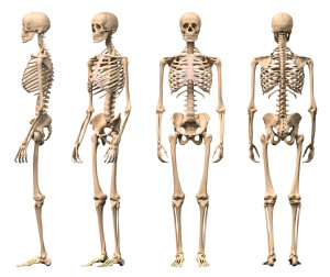Male Human skeleton, four views, front, back,side and perspective.