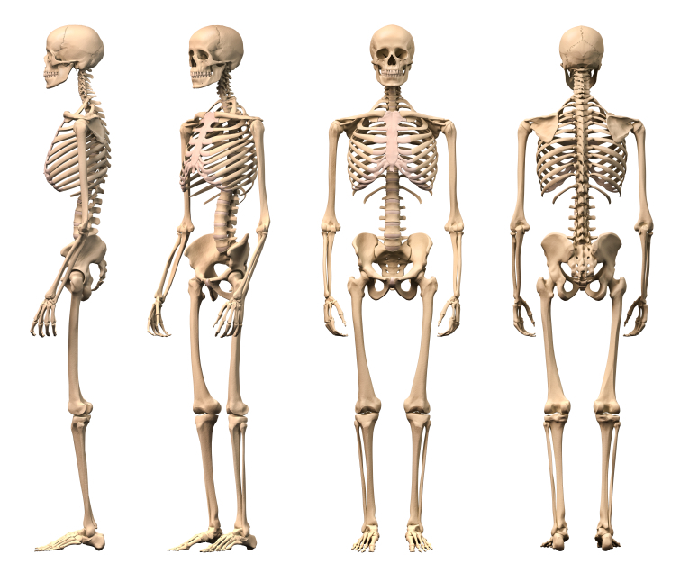THE SKELETAL SYSTEM: DID YOU KNOW… « Marsha G. Clarke RMT